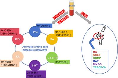 Effect of the novel anti-NGF monoclonal antibody DS002 on the metabolomics of pain mediators, cartilage and bone